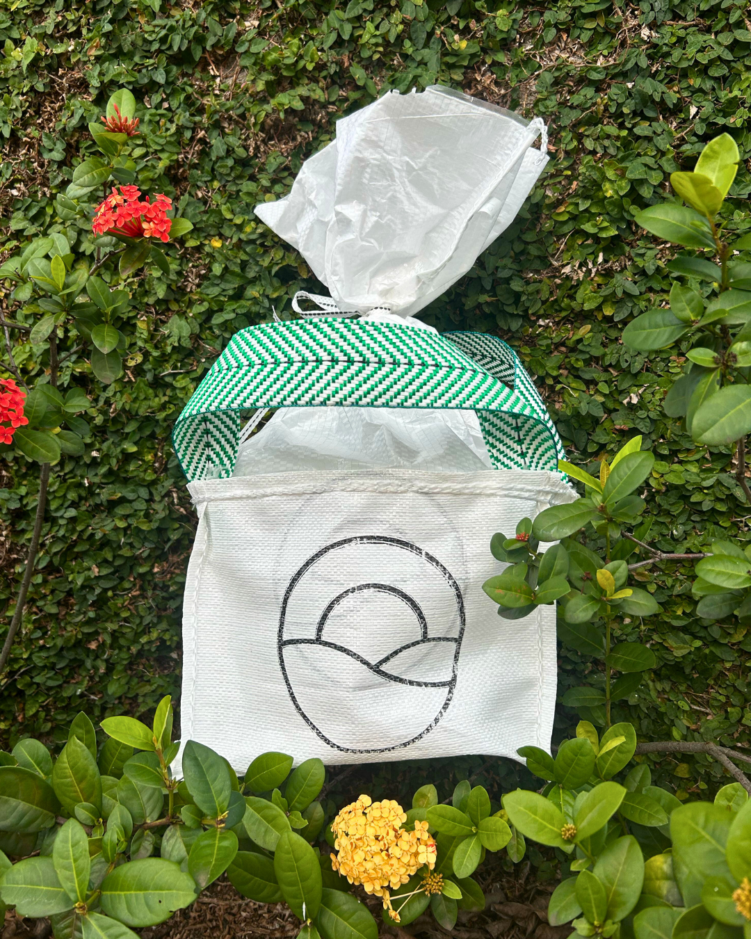 carossel imagens Dogo (3)